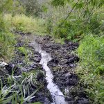 Staff And Volunteers Improve Wetland